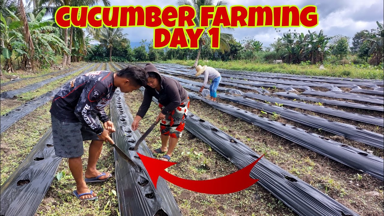 Sekreto ng mga Expert sa Pagtatanim ang Pipino- Panoorin