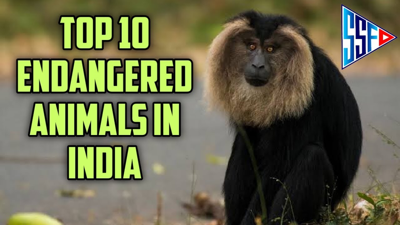Top 10 Endangered Animals in India || Satyam Shivam Fun