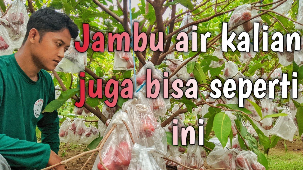 ini rahasia Jambu citra berbuah lebat