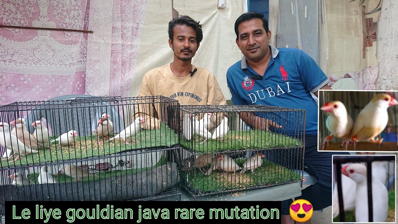 finally || goulden java sparrow rare mutation || Pastel java bhe le liye 😍
