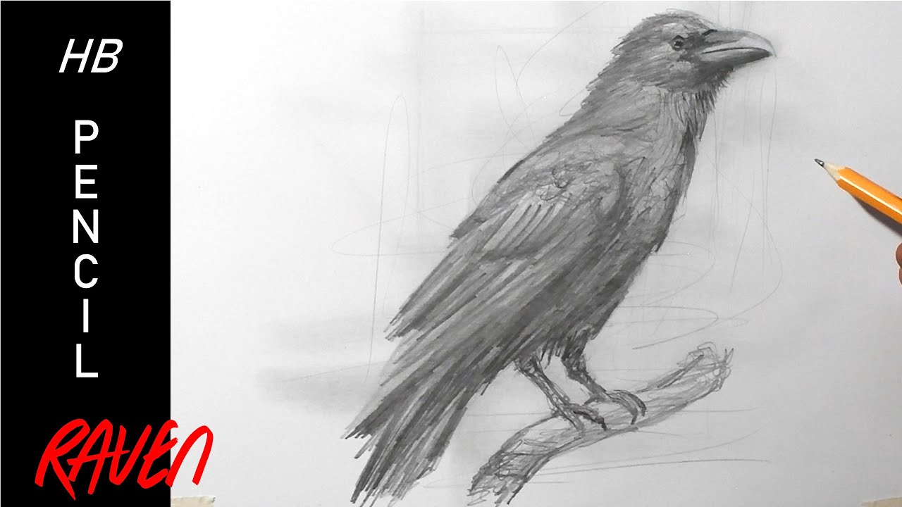 hOw To DrAw A rAvEn | Quick Pencil Sketch Drawing