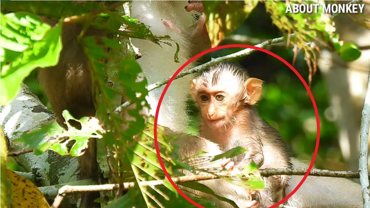 Baby Monkey Rex Feel Cool After Raining, Mom Monkey Rose And Rex Hungry Food