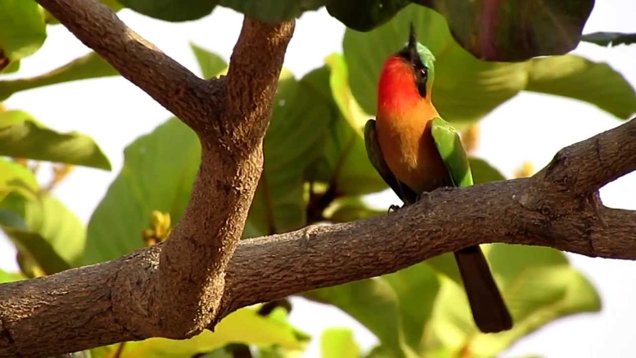 Gambia 2014 Birds & Wildlife