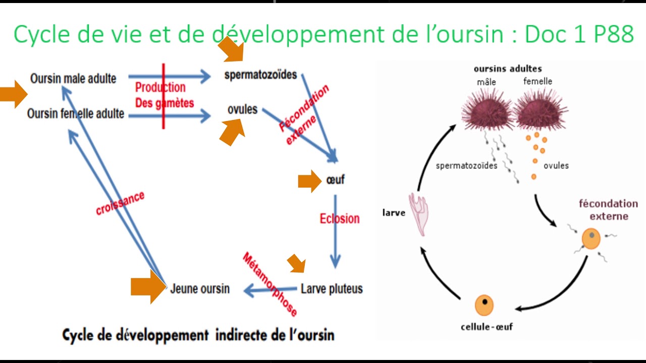 2AC- La reproduction chez les animaux (Partie 2)