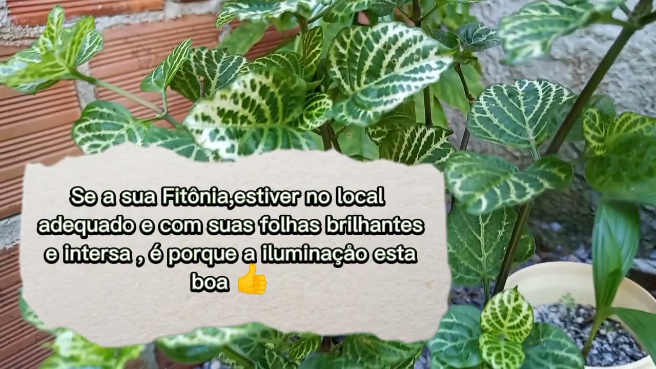 Veja tudo sobre a planta Fit&ocirc;nia (planta mosaico)👍