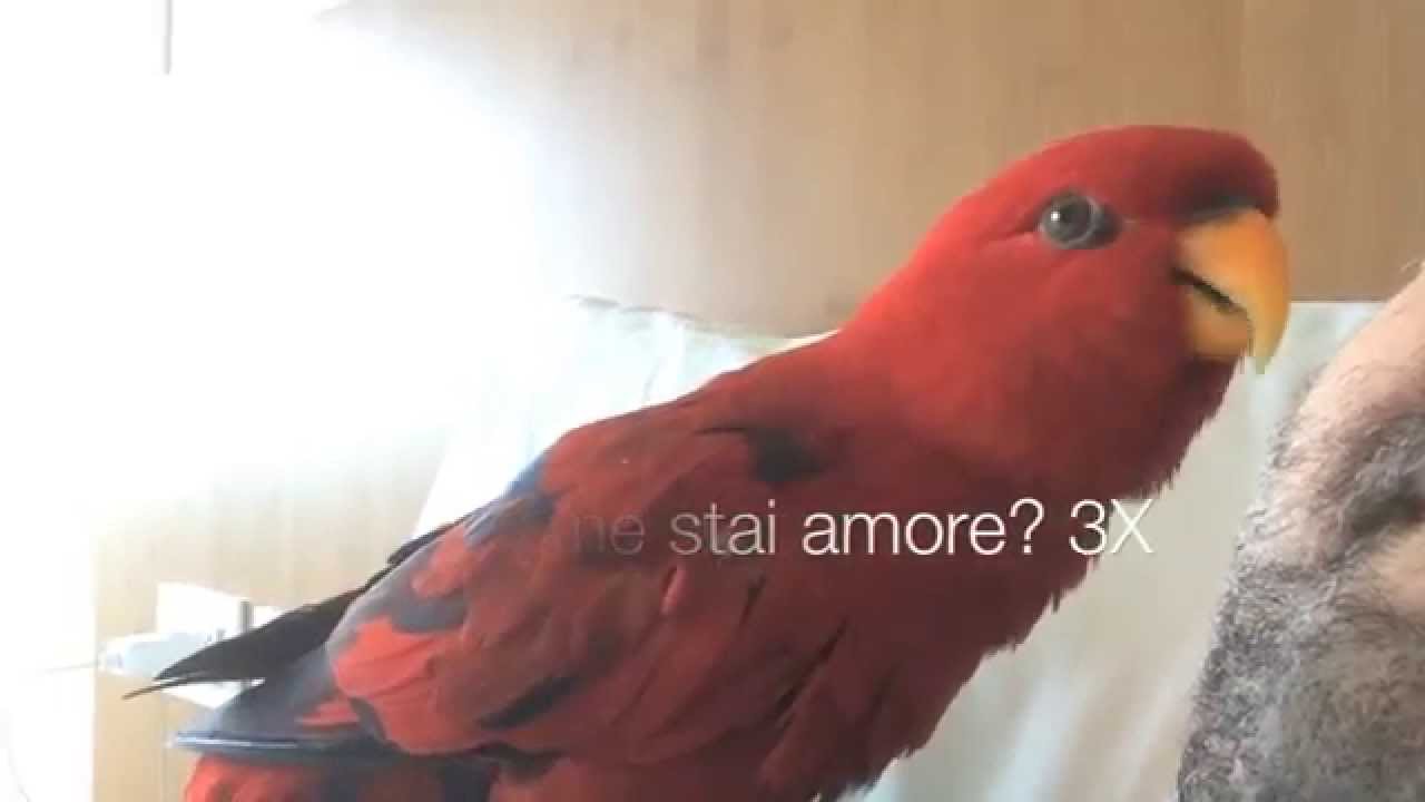Rebecca, il pappagallo che parla troppo :)