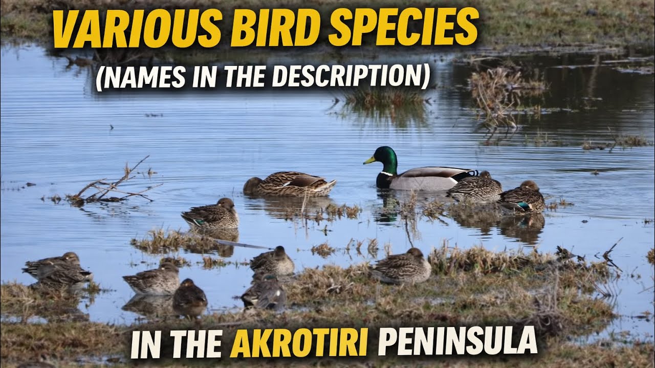 Various bird species (names in the description) in the Akrotiri Peninsula (30 Dec 25 - 02 Jan 26)