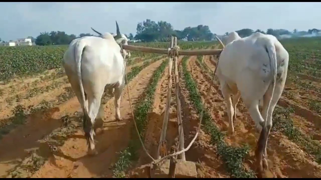 very very powerfull khillari Bulls very nice khillari Bulls