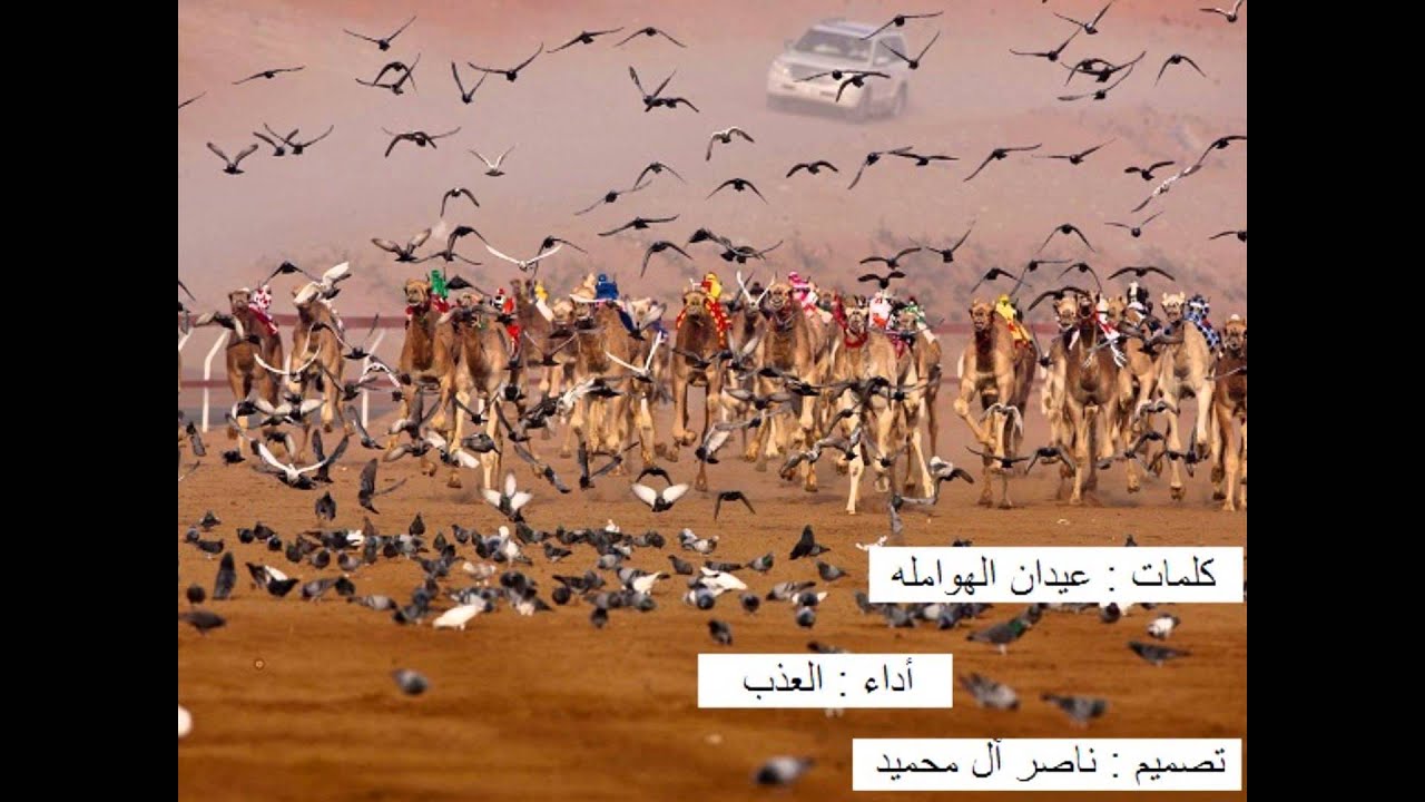 شيلة : يا العذب || كلمات : عيدان الهوامله || أداء : العذب