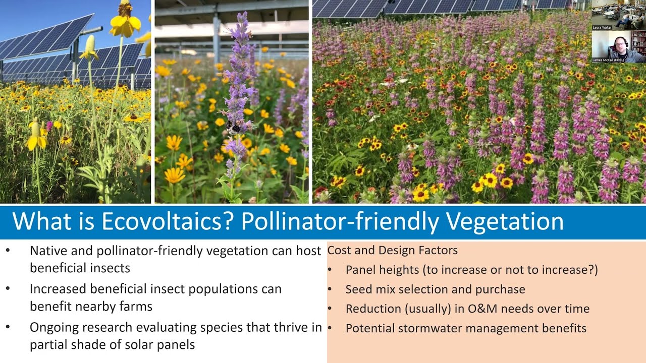 Native Seed Stakeholder Meeting 2024: Pollinator Habitat Research at US Solar Sites