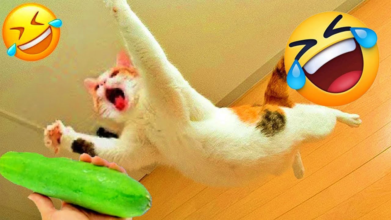 You Laugh You Lose😽Funniest Dogs and Cats 2025😹