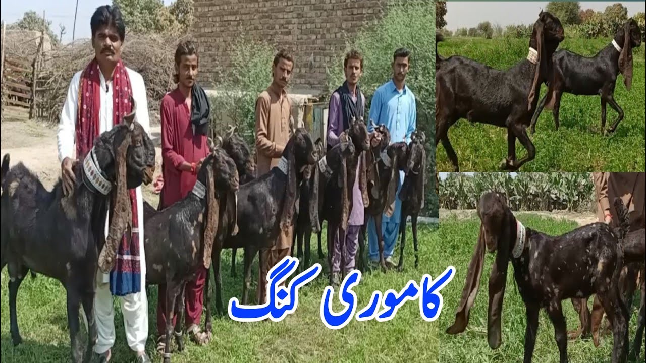 Kamori goats / Mr Ghulam Raza