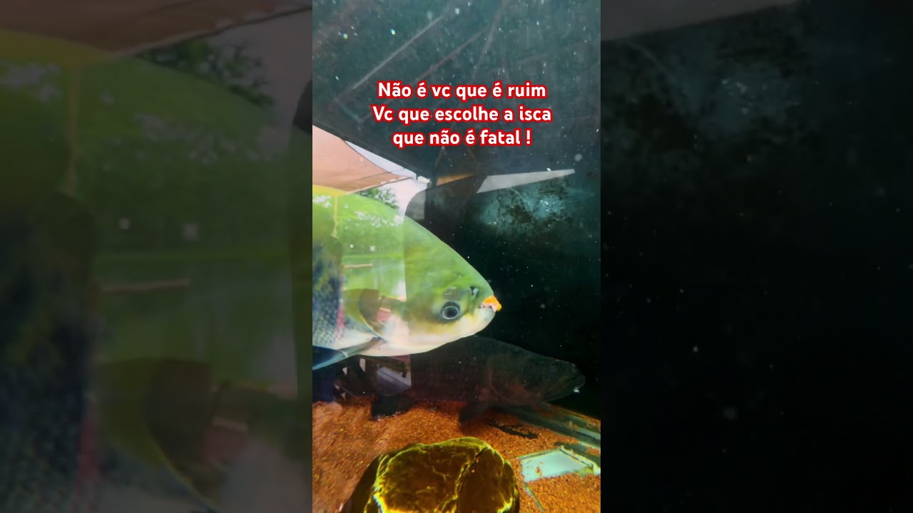 Qual isca fatal pra tamba ? #isca #pescaria #kidsfun