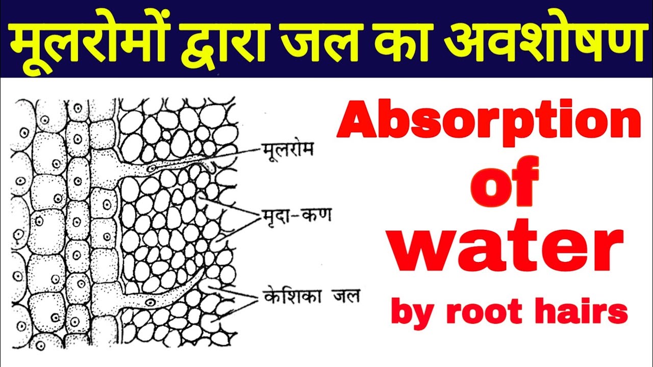water absorption in plants | Absorption of water in planta | मूलरोमों द्वारा जल का अवशोषण