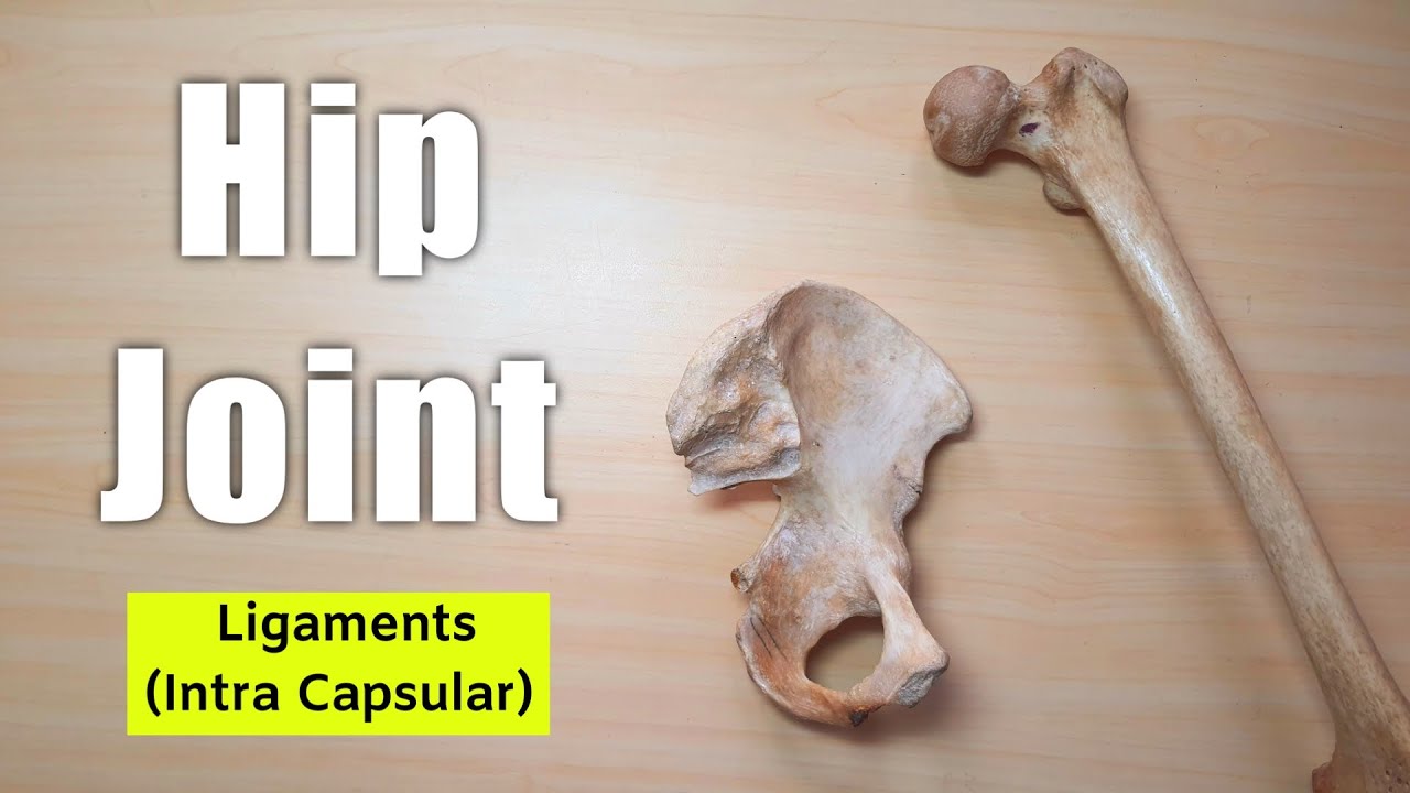 Hip Joint | Part 3 | Intra Capsular Ligament | The Charsi of Medical Literature