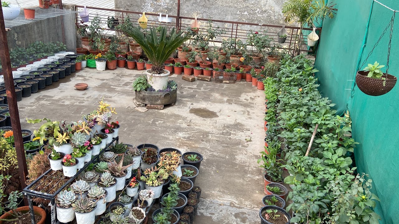 नये साल पर बारिश आने के बाद Winter Terrace Garden  || Winter Plants Overview 2026 