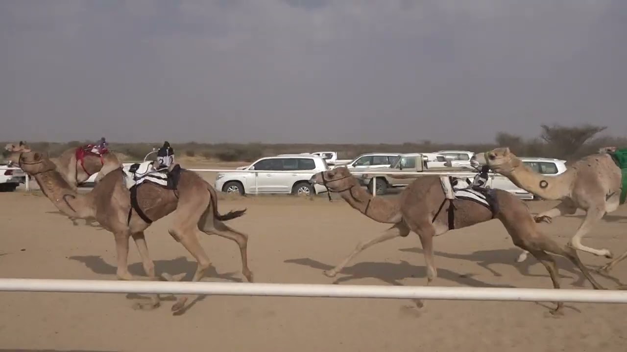 ش1 بكار ثنايا 1447/07/28هـ - 2026/01/17م (الرباعه) دخيل الله كليب القرشي
