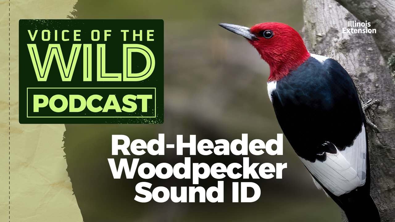 Episode 34: Red-Headed Woodpecker – Voice of the Wild