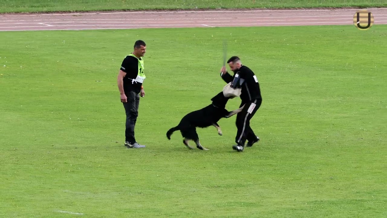 Wolfgang Schmidt mit dem Rüden Acci vom Wolfsplateau im Schutzdienst A: 99 B: 89 C: