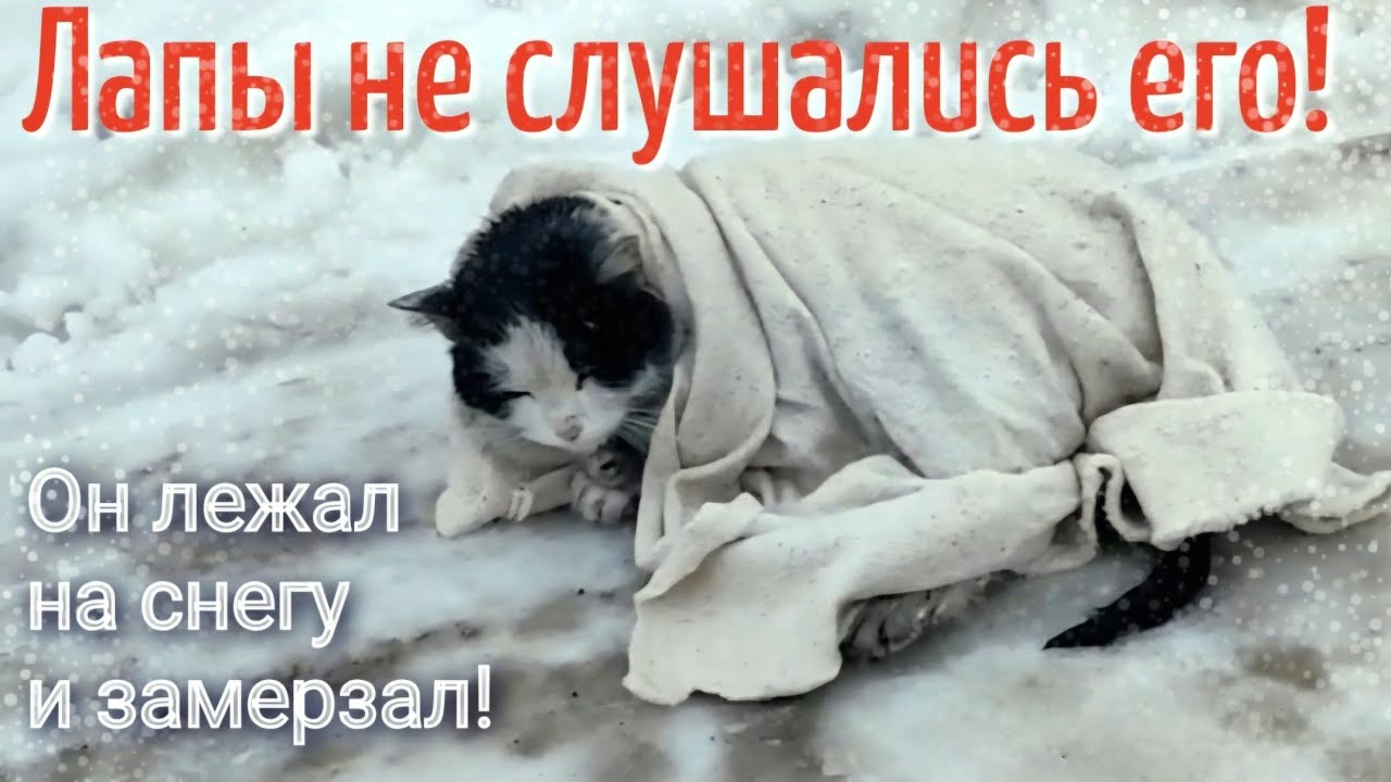 Кот уже не плакал / он молча приполз к людям и ждал конца/help save tne kat