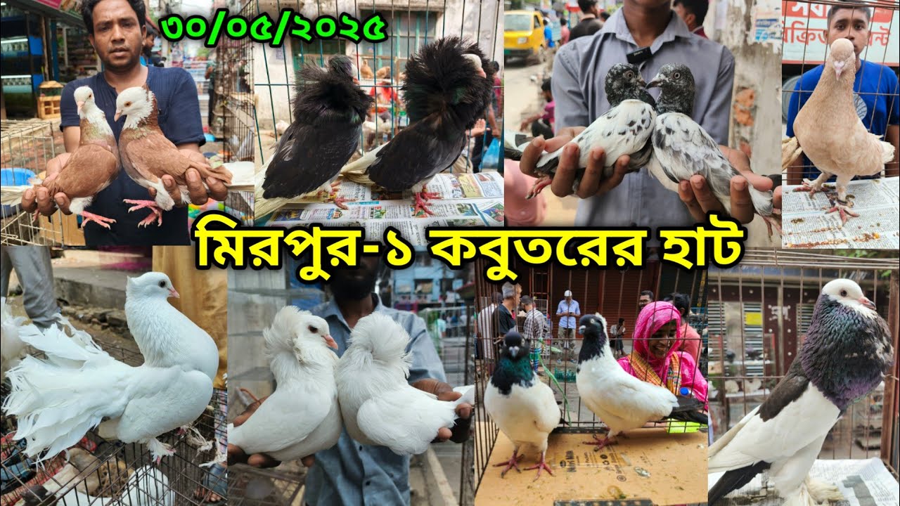 ৩০/০৫/২০২৫ মিরপুর-১ কবুতর হাট || মিরপুর-১ কবুতরের হাট ২০২৫ || Mirpur-1 Pigeon Market || কবুতর বাজার