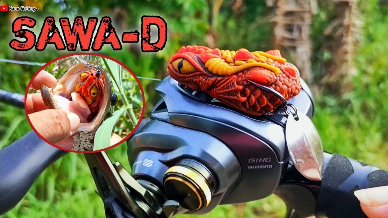 Dragon soft frog Thailand | Sawa-D