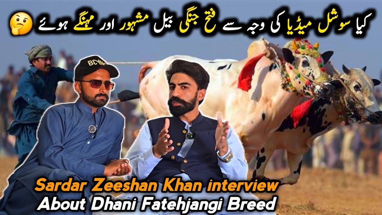 Dhani Fatehjangi Bailo Ki Publicity Or Price Social Media Ki Waja Se Bahr Gayi 🤔 Sardar Zeeshan Khan