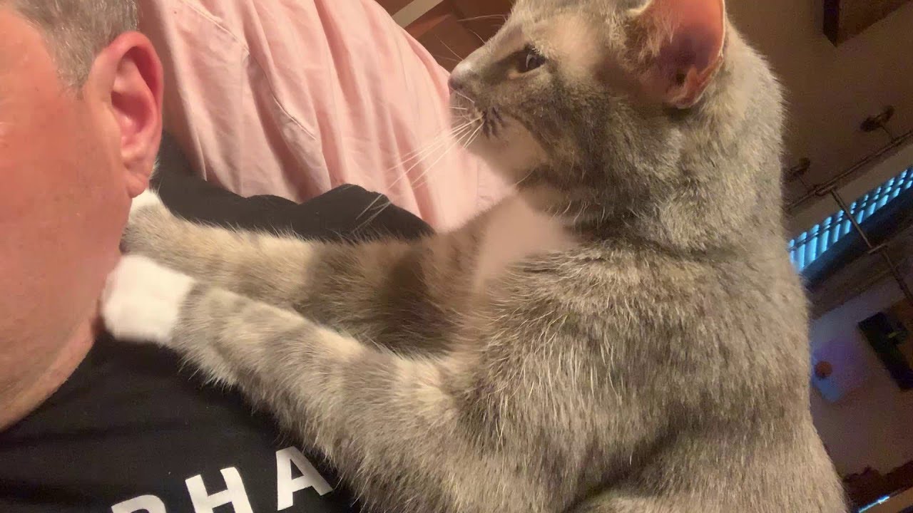 Kitty Kneads Human || ViralHog