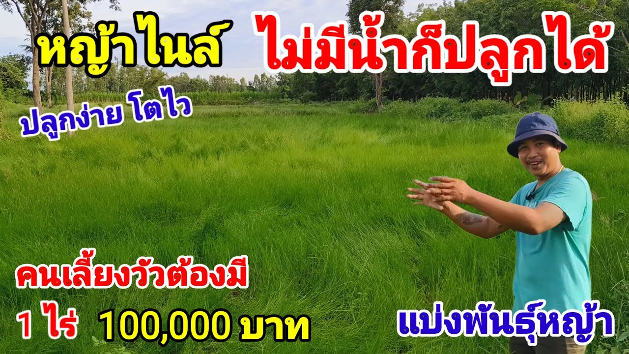 หญ้าไนล์ ปลูกง่าย โตเร็ว ไม่มีน้ำก็ปลูกได้ แบ่งพันธุ์หญ้า