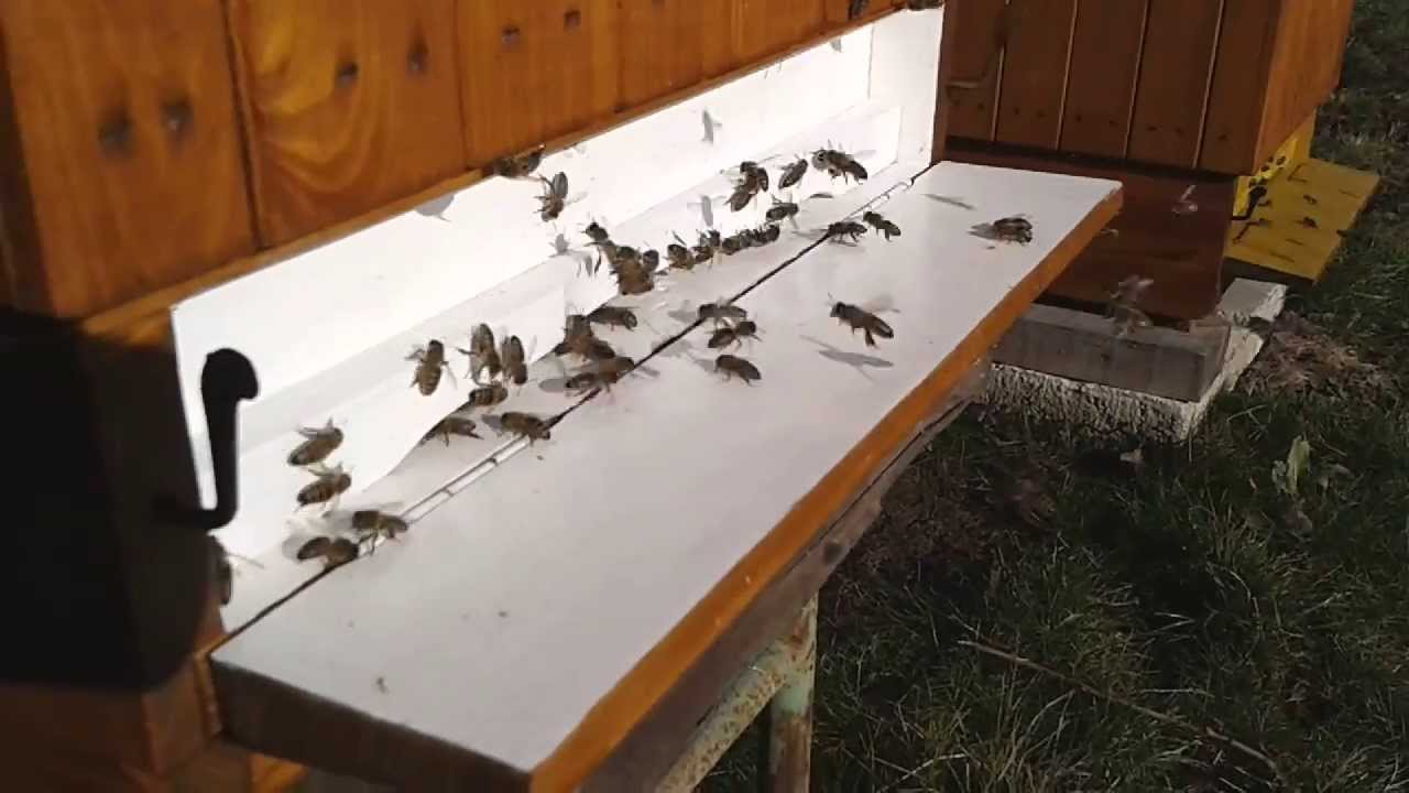 Vcely, Bees on 26. 2. 2014 in Kalameny, Liptov, Slovakia