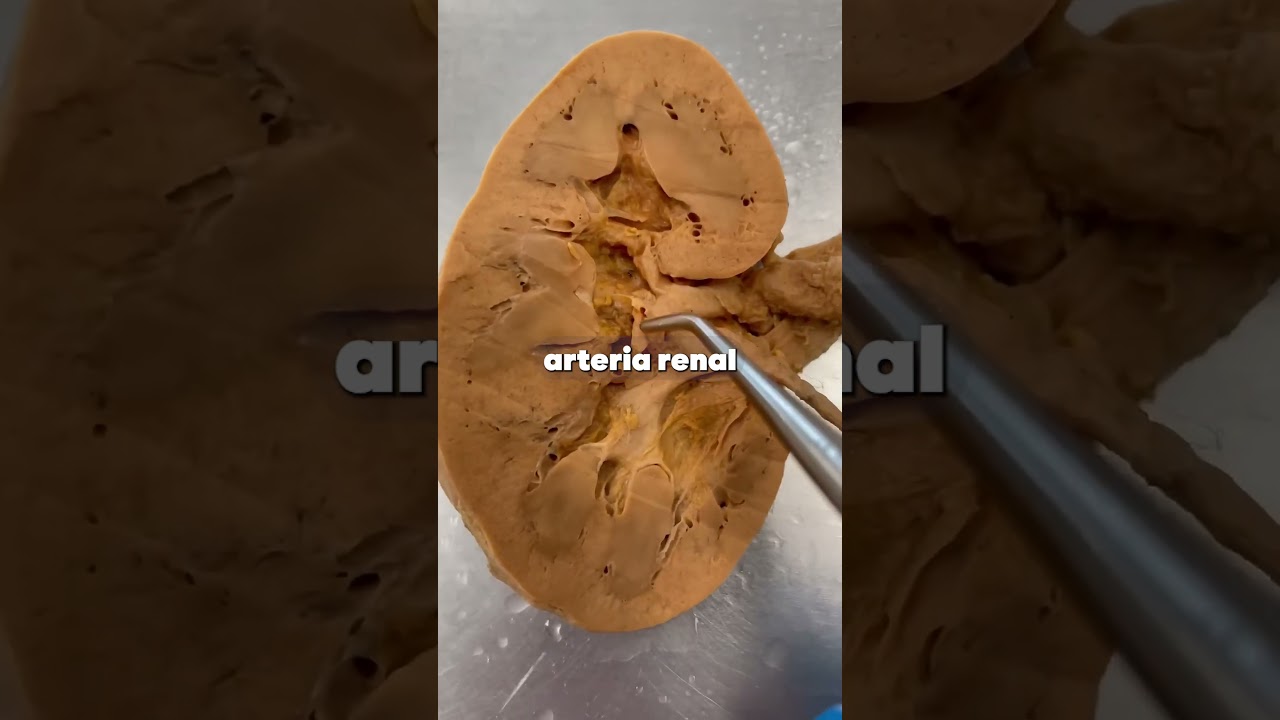 Así trabajan tus riñones 