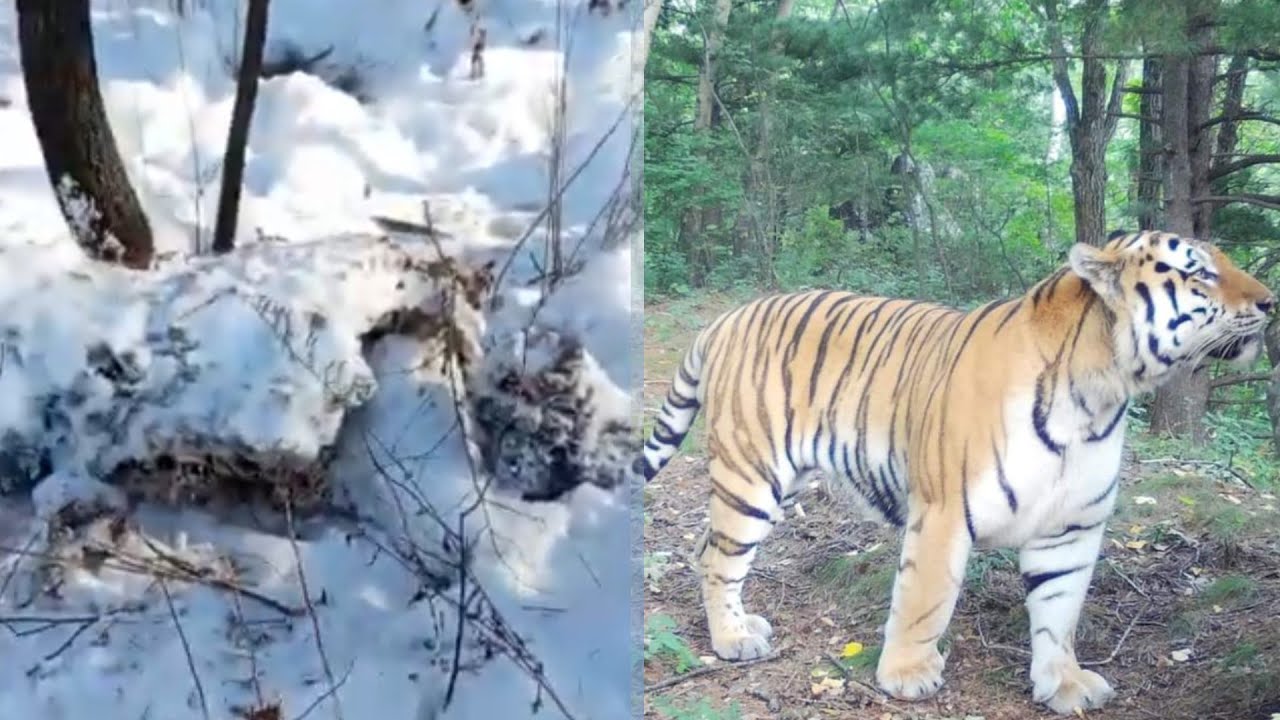 Amur tiger Odyr killed an impressively sized male Ussuri brown bear. 2022.