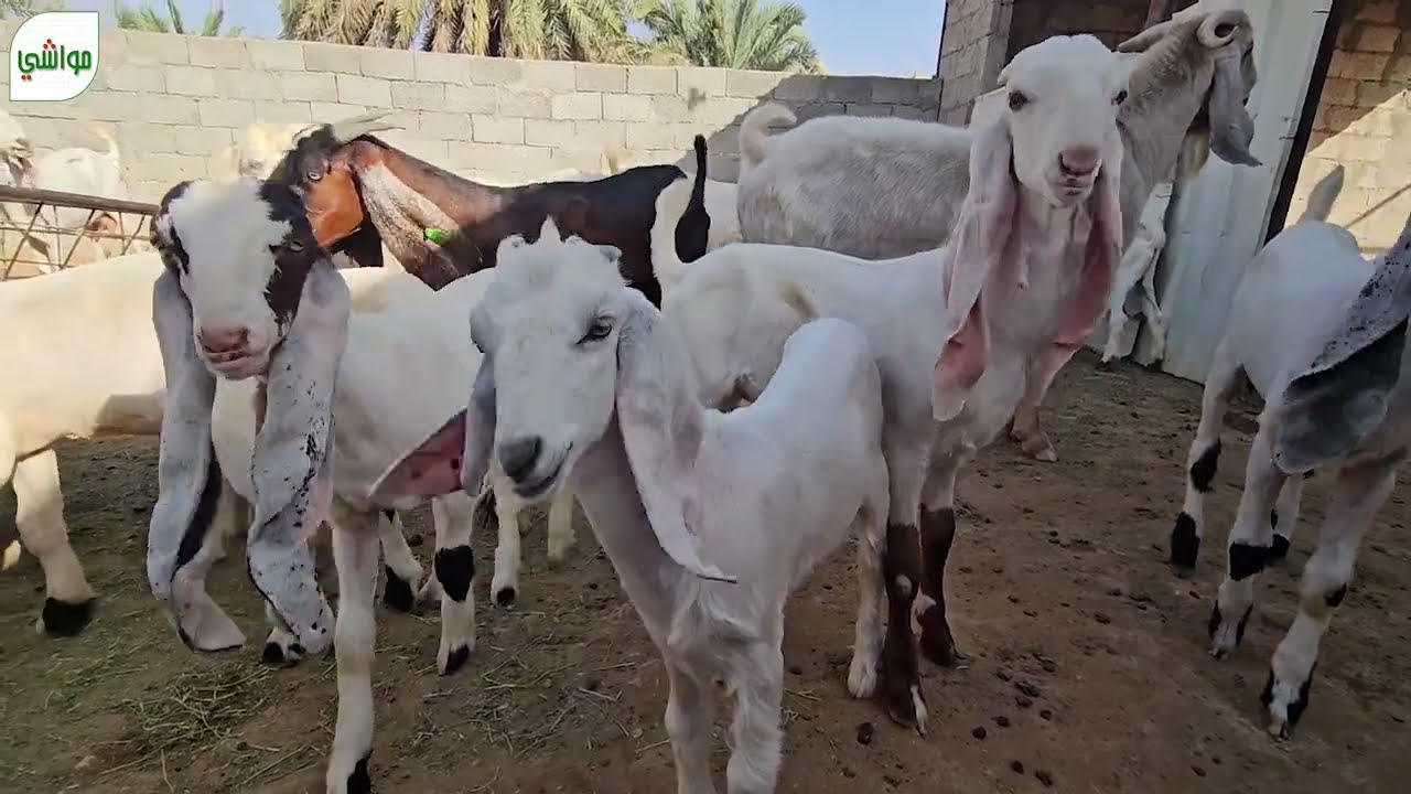 زيارة الماعز بعد غياب أسبوع