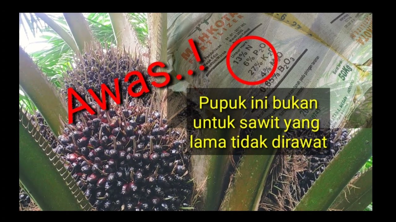 Ternyata NPK 13-6-27 khusus sawit tertentu @kopiinspirasi8193