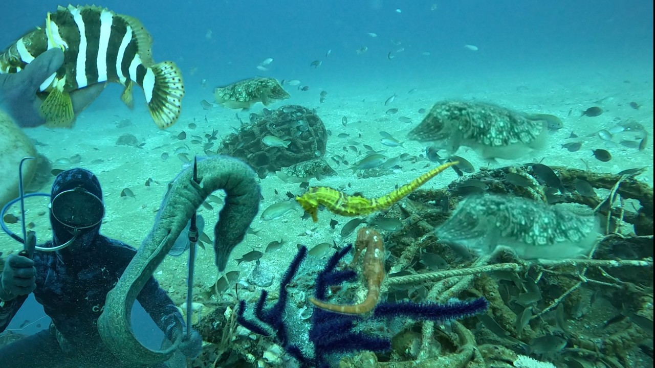 Lặn Biển Gặp Sự Cố Mất Hơi Thở Ở Độ S&acirc;u 22m- Ph&aacute;t Hiện Mực Nang V&agrave; Hang Ổ C&aacute; Ch&igrave;nh To Hải M&atilde; P3