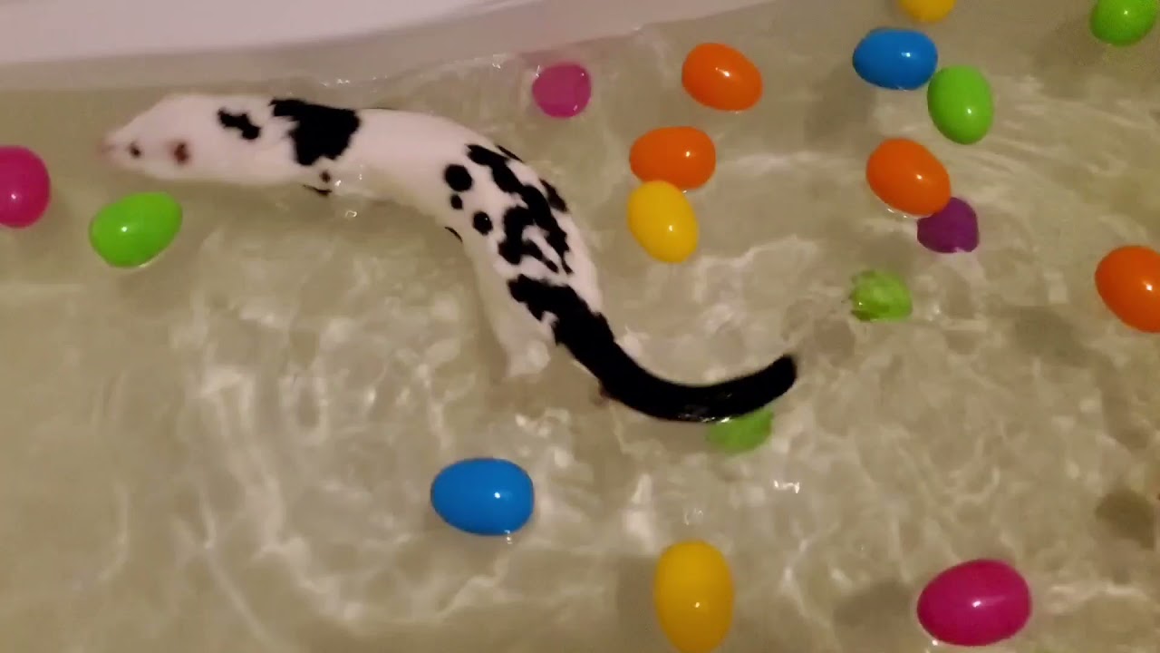 Mink takes a bath and dries off in a silly way
