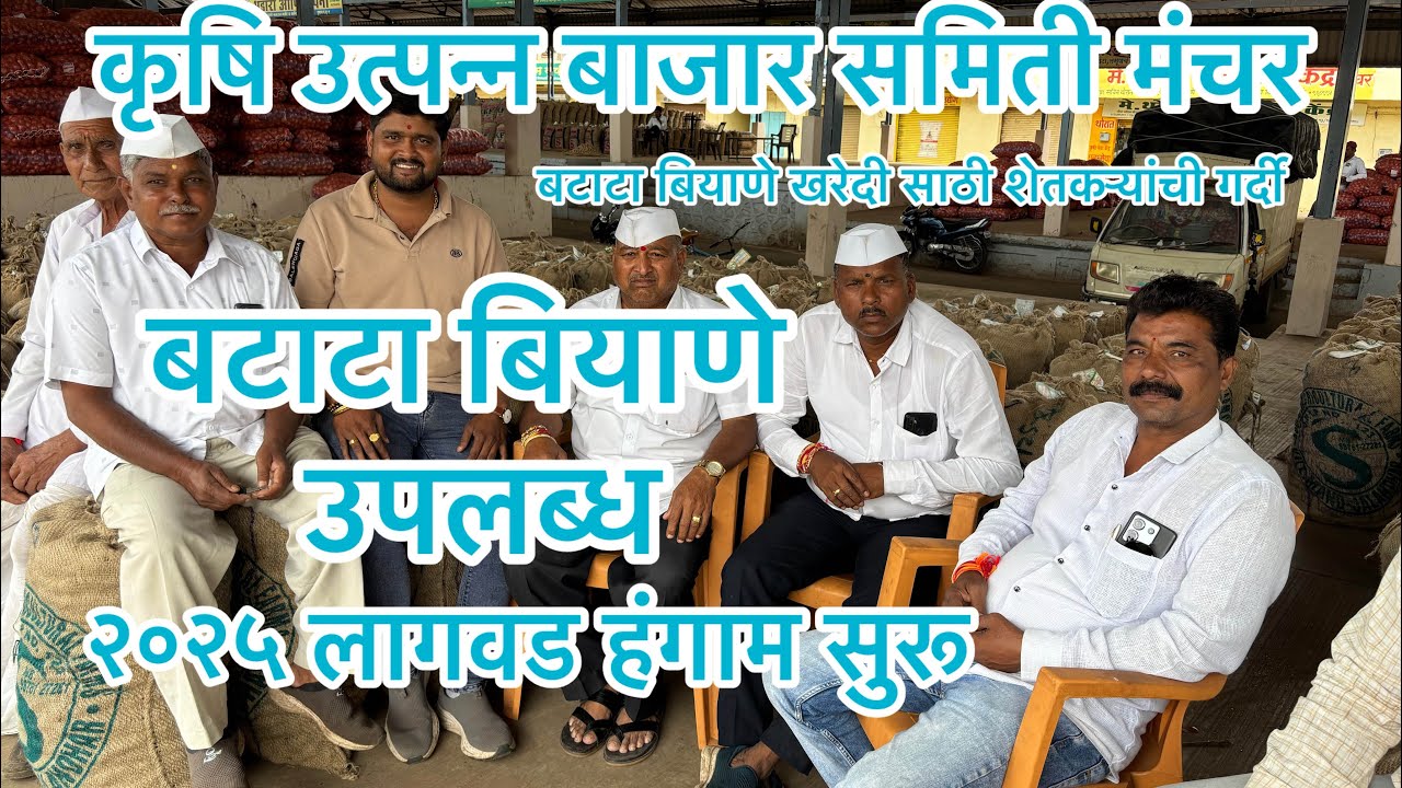 मंचर मार्केट बटाटा बियाणे उपलब्ध झालेले आहेत...