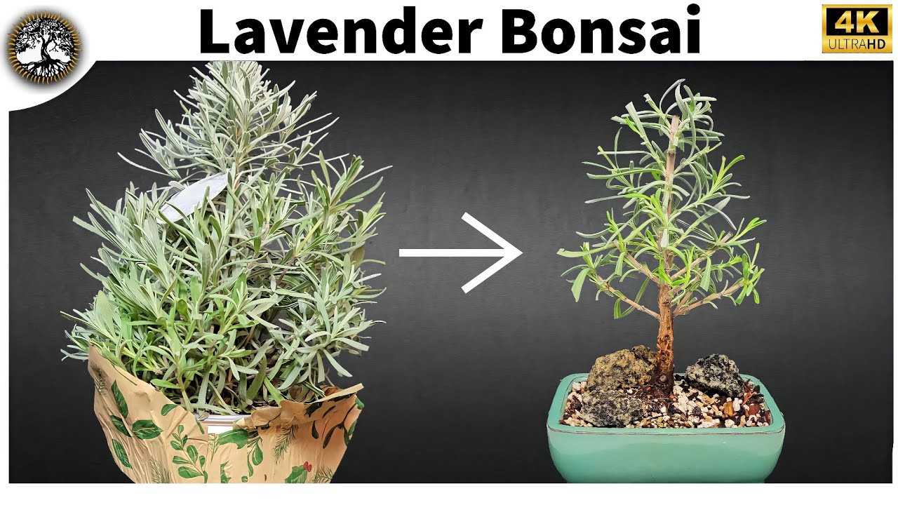 Lavender Bonsai
