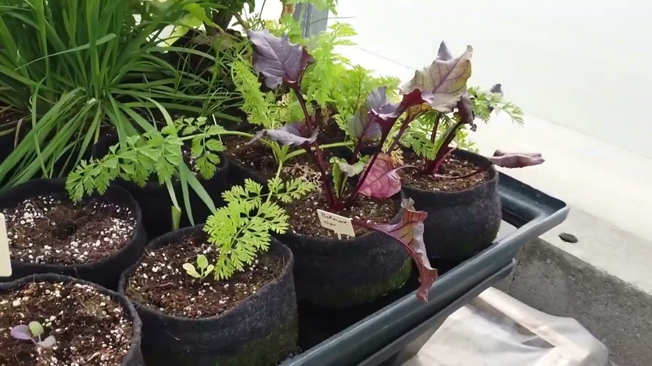 Comment Choisir le Meilleur Engrais pour Vos Plantes | Guide Terra Aquatica