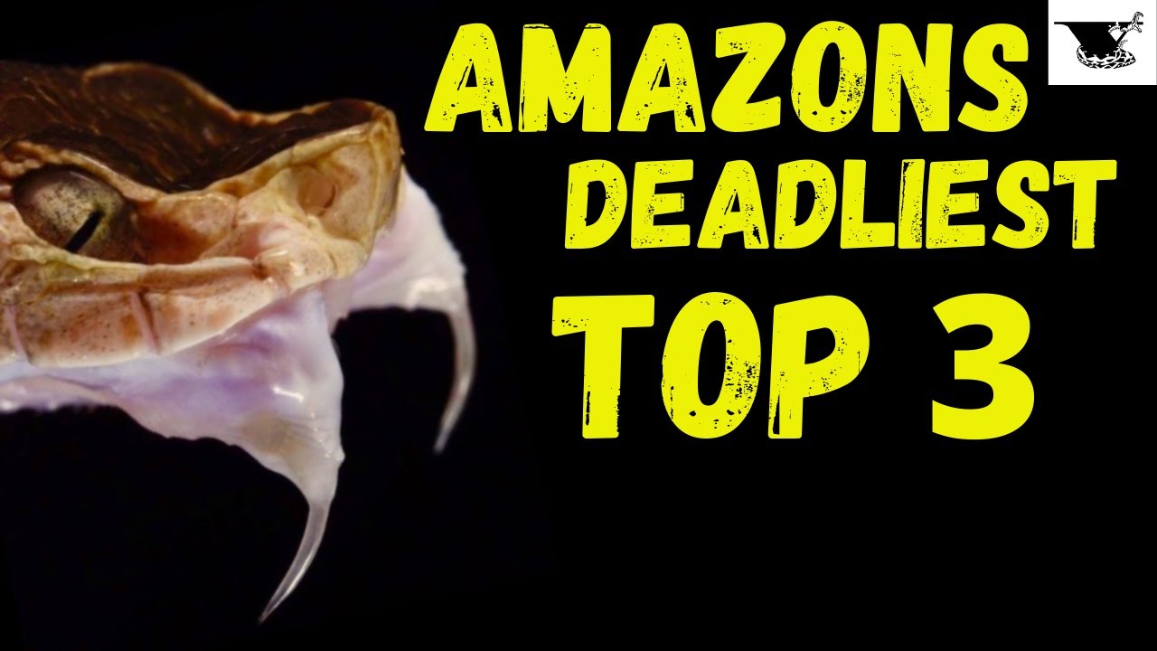 The Ultimate Snake Showdown: Which is the Deadliest?