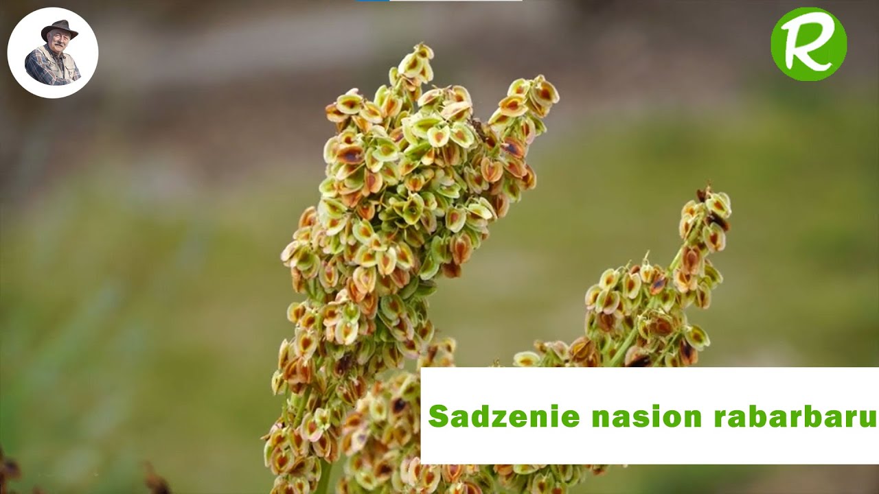 Sadzenie nasion rabarbaru: krok po kroku