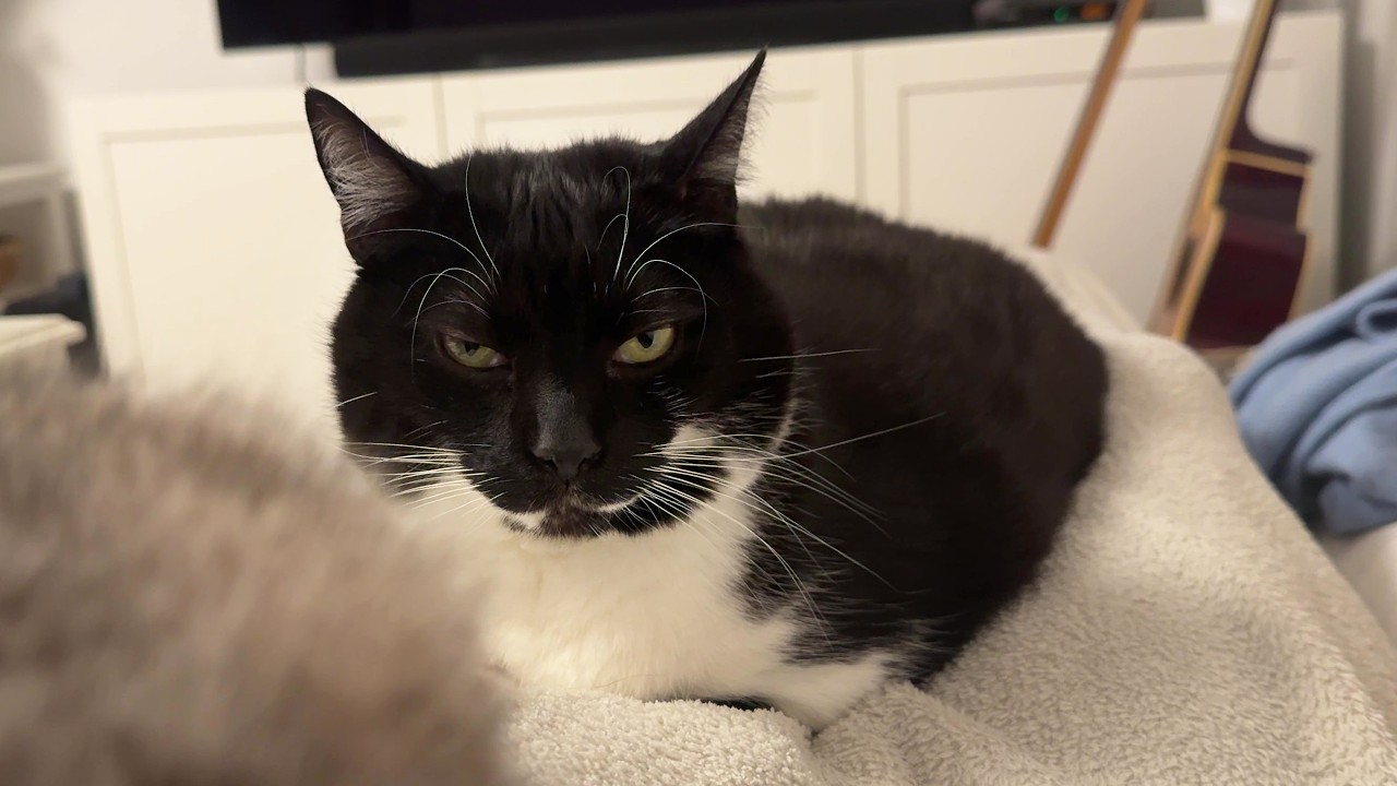 POV: you have been double loafed