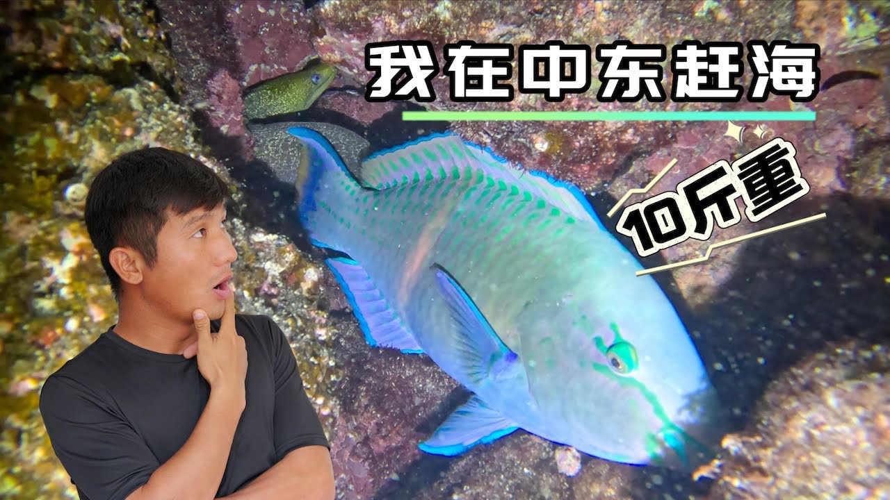 《Oman·自驾》第5集：夜间遍地大海参，还被不明鱼种撞击头部十多次 #赶海 #刺身 #环球旅行 #海鲜美食 #阿曼 #潜水 #海参