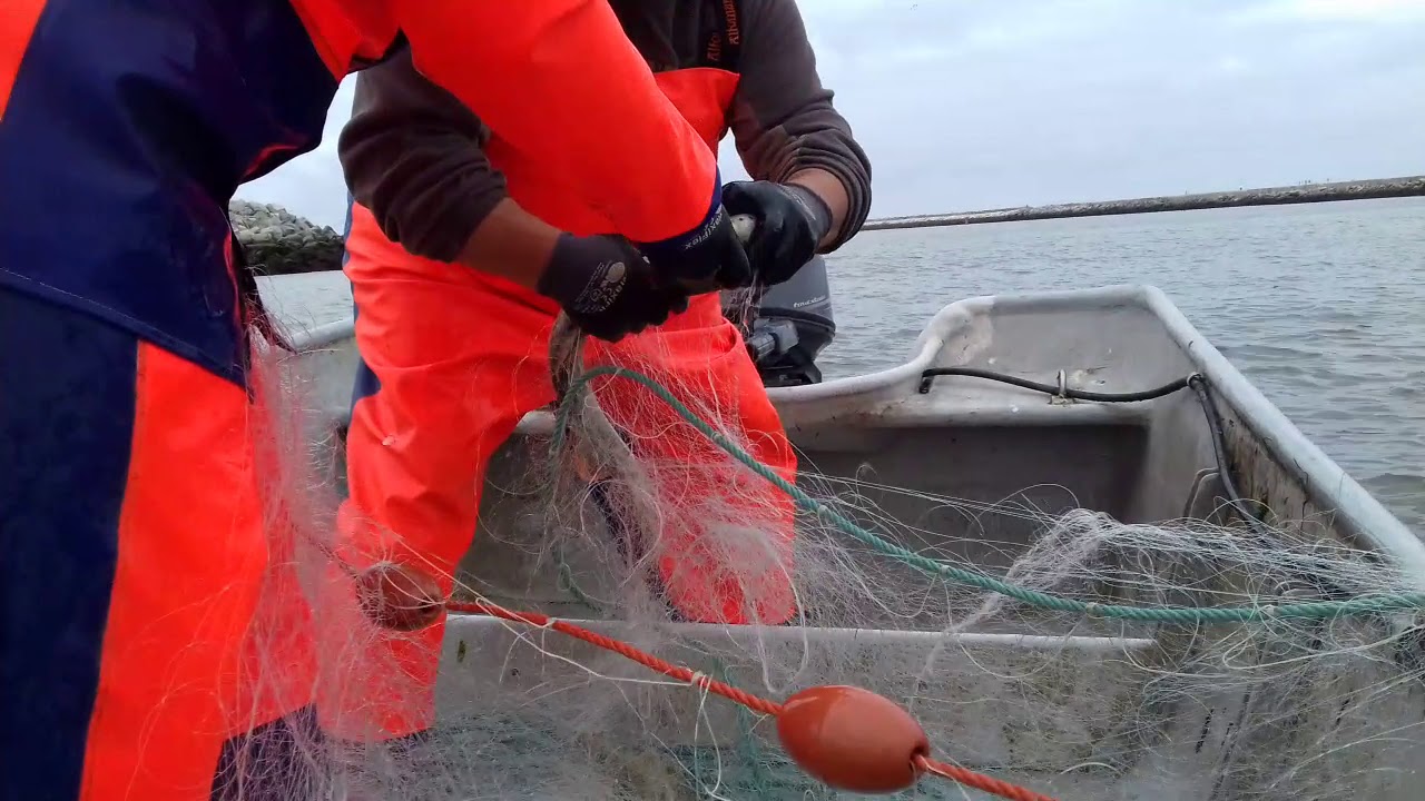 Pesca da Lampreia e do Sável