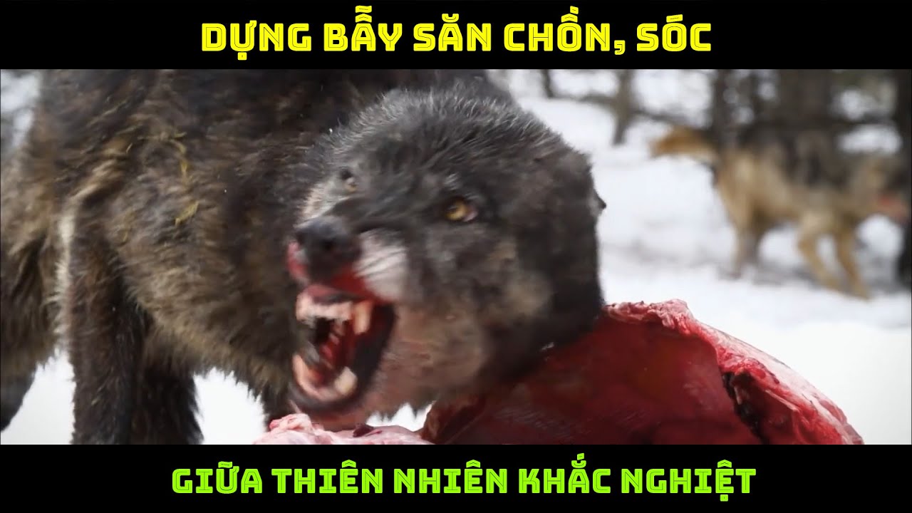 Người Đàn Ông Núi Rừng Bước Vào Mùa Bẫy Mới – Dựng Bẫy Săn Chồn Sóc Giữa Thiên Nhiên Khắc Nghiệt