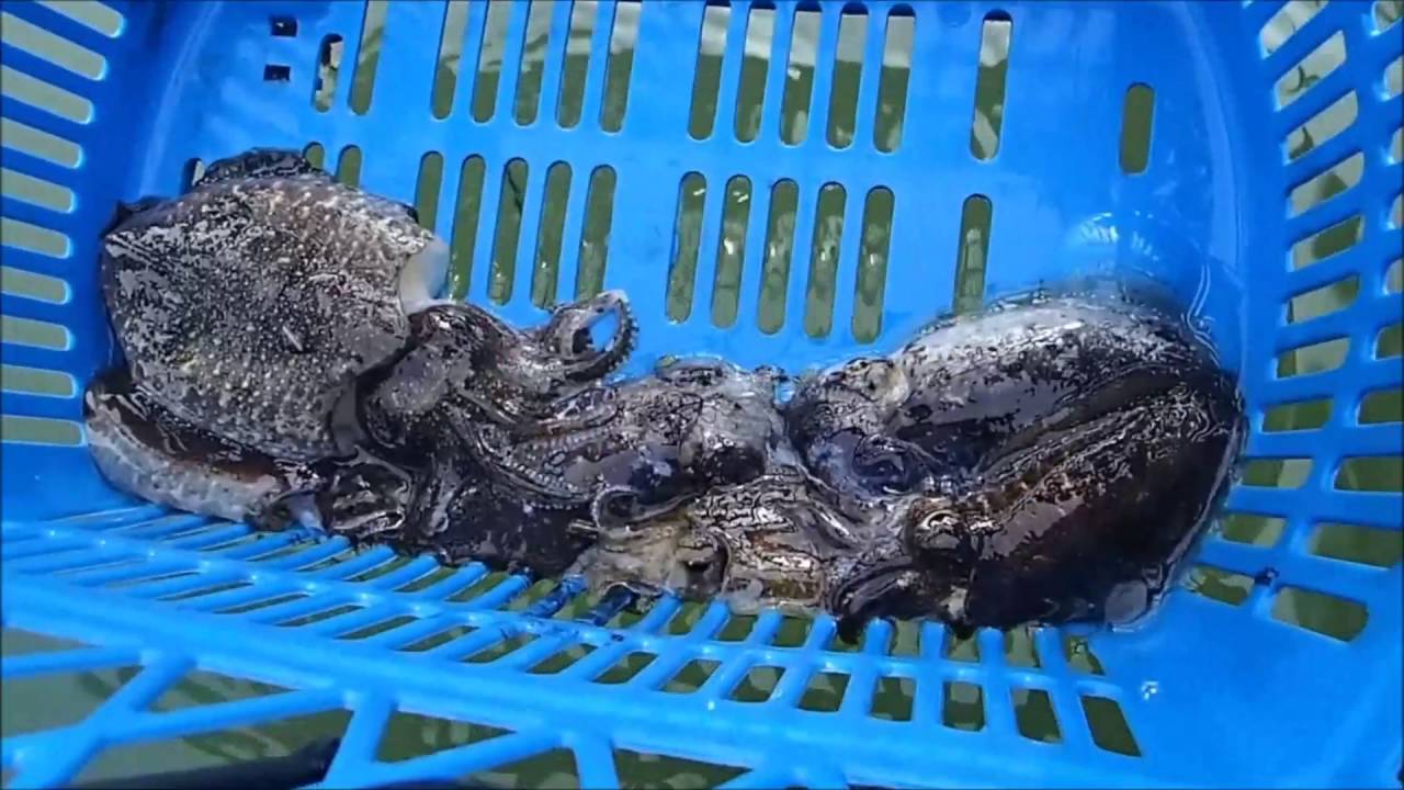 pilou34 présente montage et pêche a la turlutte