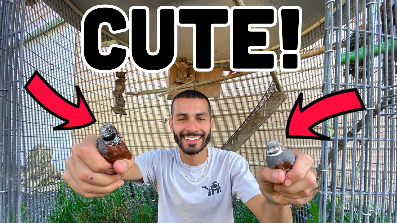 FARMING QUAILS On EXOTIC ANIMAL RANCH!
