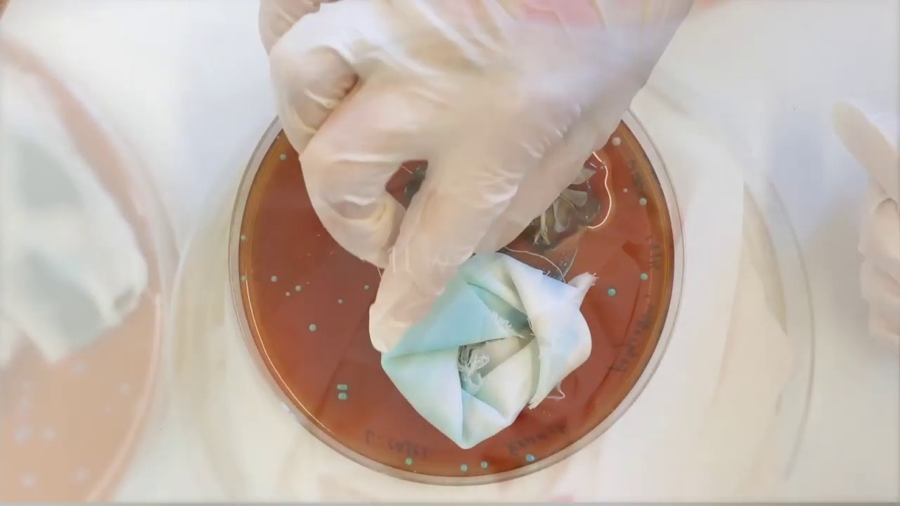 Micro.colours / Can pigments and dyes be created from microorganisms for a more sustainable future?