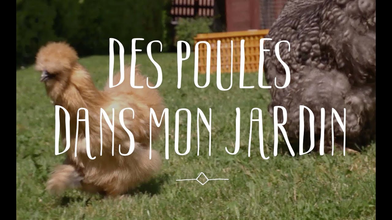 Des poules dans mon jardin
