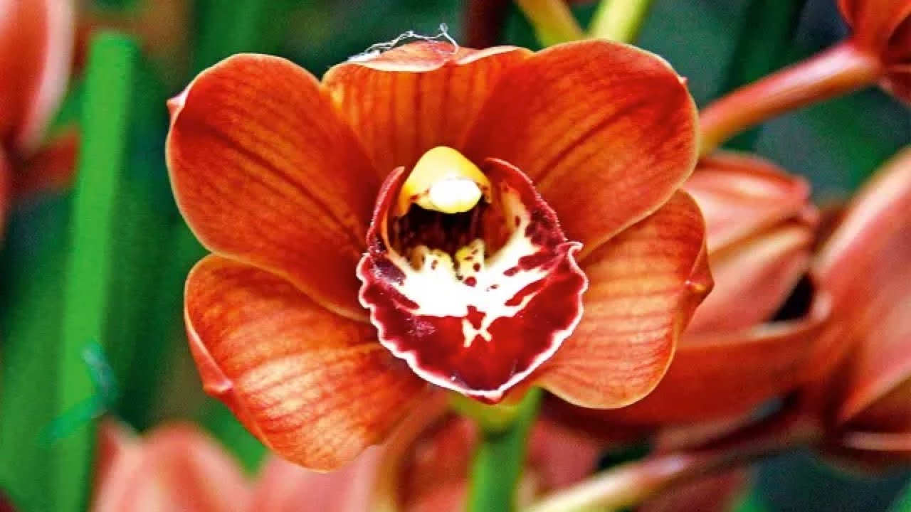 Coltivare l'Orchidea Cymbidium
